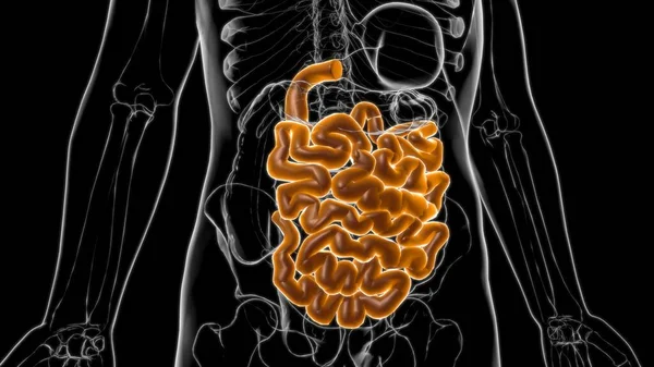Anatomía Del Sistema Digestivo Humano Ilustración Del Intestino Delgado Para —  Fotos de Stock
