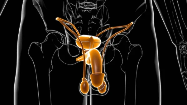 Чоловіча Репродуктивна Система Анатомія Медичної Концепції Ілюстрації — стокове фото
