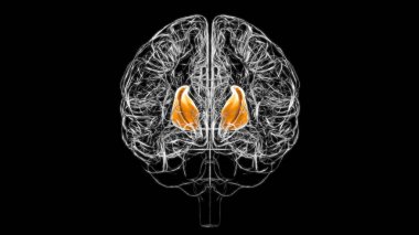 Brain internal capsule Anatomy For Medical Concept 3D Illustration clipart
