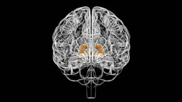 Anatomia Tálamo Cerebral Para Ilustração Médica Conceito — Fotografia de Stock