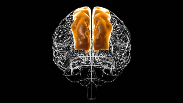 Brain superior frontal gyrus Anatomy For Medical Concept 3D Illustration