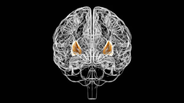 医学概念三维图解的脑外科解剖 — 图库照片