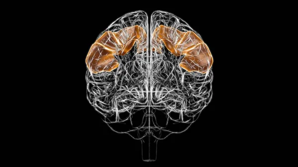 Brain postcentral gyrus Anatomy For Medical Concept 3D Illustration
