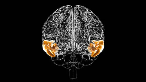 Anatomía Temporal Media Del Giro Del Cerebro Para Ilustración Del — Foto de Stock