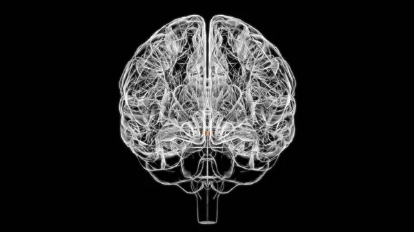 Cerebro Mammillary Cuerpo Anatomía Para Concepto Médico Ilustración — Foto de Stock