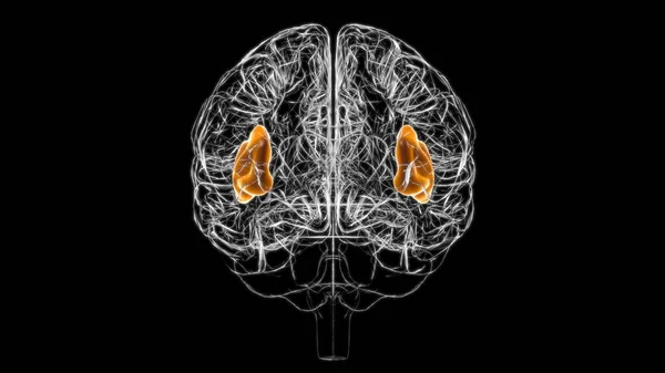 Anatomía Ínsula Cerebral Para Concepto Médico Ilustración — Foto de Stock