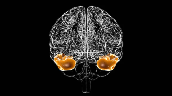 Anatomía Temporal Inferior Del Giro Del Cerebro Para Ilustración Del — Foto de Stock