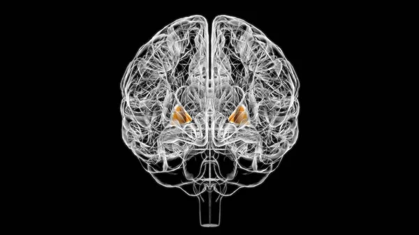 Globo Cerebral Palidus Anatomía Para Concepto Médico Ilustración — Foto de Stock