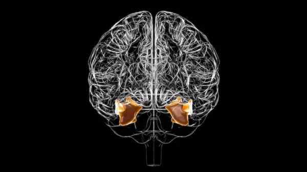 Anatomía Fusiforme Del Giro Del Cerebro Para Ilustración Del Concepto — Foto de Stock
