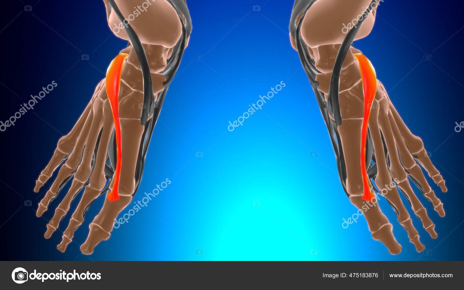 Extensor Hallucis Brevis Muscle Anatomy Medical Concept Illustration —  Stock Photo © My_box_pra #475183876, image size:1600x1000