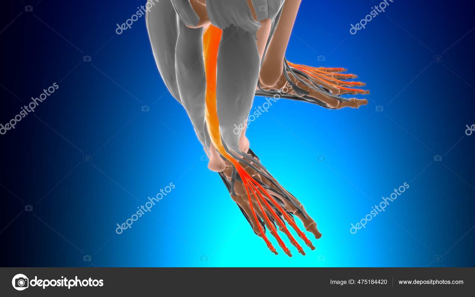 Extensor Digitorum Longus Model