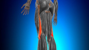 Biceps femoris Muscle Anatomy For Medical Concept 3D Illustration clipart