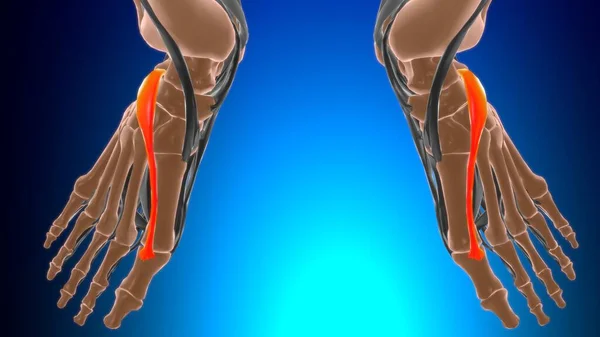 Extensor Hallucis Brevis Anatomia Mięśni Koncepcji Medycznej Ilustracja — Zdjęcie stockowe