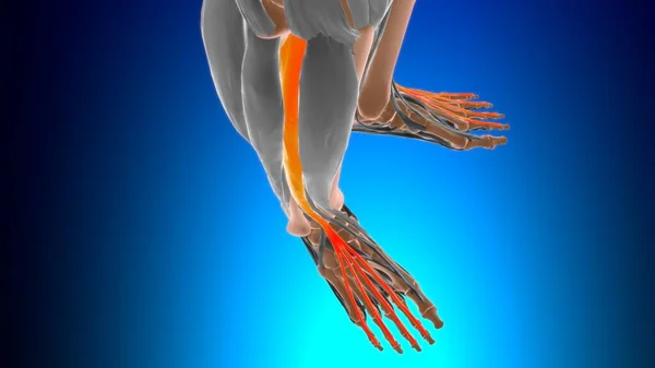 Extensor Digitorum Longus Muscle Anatomi För Medicinskt Koncept Illustration — Stockfoto