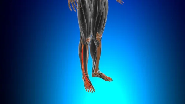 Extensor Digitorum Longus Muscle Анатомія Медичної Концепції Ілюстрації — стокове фото