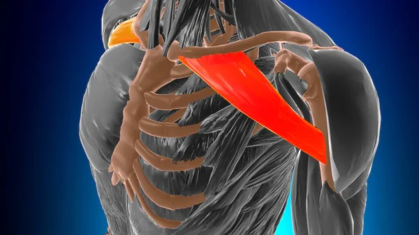 Clavicular Część Mięśnia Naramiennego Anatomia Dla Koncepcji Medycznej Ilustracja — Zdjęcie stockowe