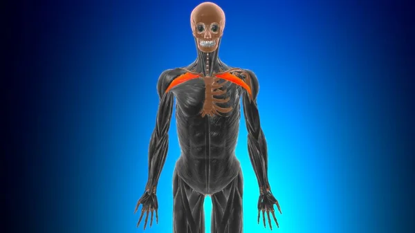 Clavicular Część Mięśnia Naramiennego Anatomia Dla Koncepcji Medycznej Ilustracja — Zdjęcie stockowe