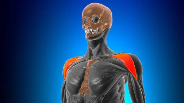 Clavicular Część Mięśnia Naramiennego Anatomia Dla Koncepcji Medycznej Ilustracja — Zdjęcie stockowe