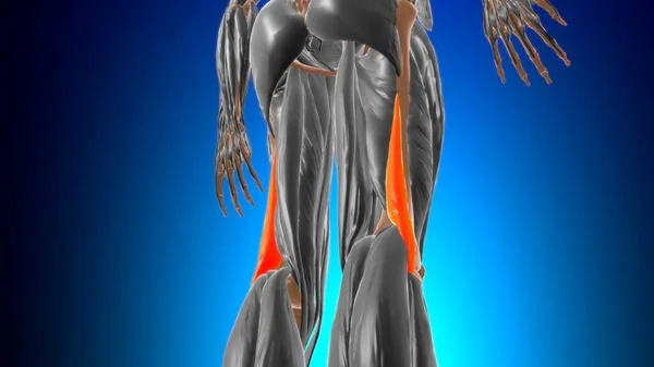 Biceps Femoris Anatomie Musculaire Pour Concept Médical Illustration — Photo