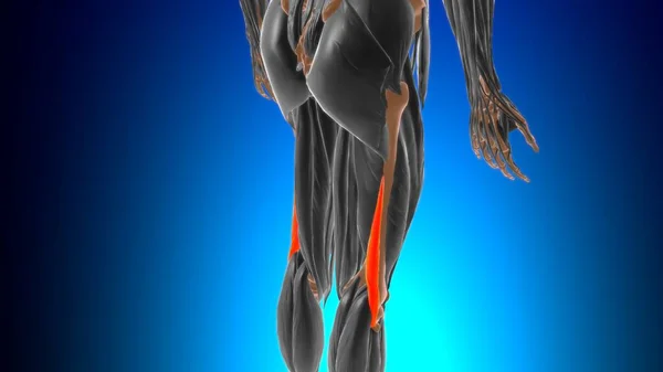 Biceps femoris Kas Anatomisi Tıbbi Konsept 3 boyutlu Görüntü