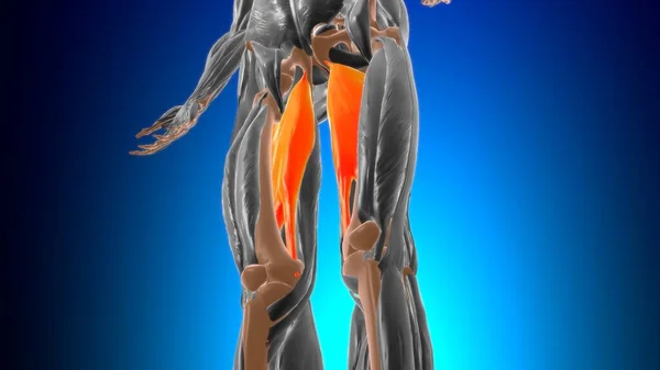 3Dイラスト マグヌ筋肉解剖学 — ストック写真
