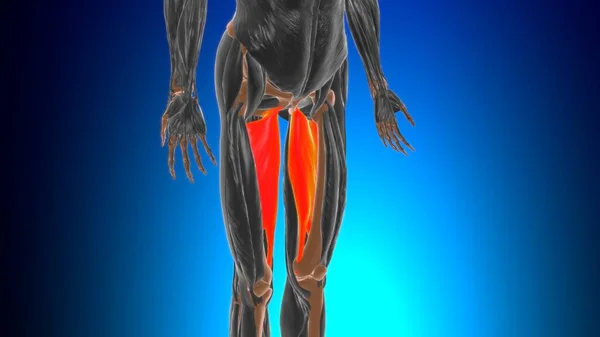 Adductor Magnu Anatomia Mięśni Koncepcji Medycznej Ilustracja — Zdjęcie stockowe