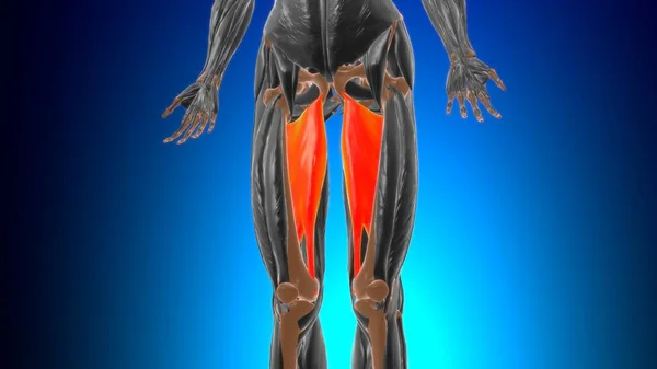 Anatomía Del Músculo Del Magnu Del Aductor Para Ilustración Del —  Fotos de Stock
