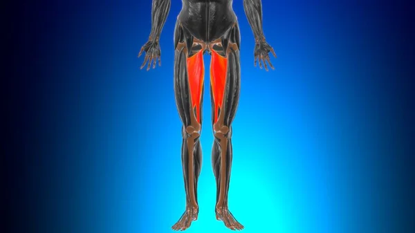 Adductor Magnu Muscle Anatomy Medical Concept Illustration — 스톡 사진