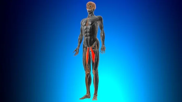 Adductor Longus Muscle Anatomy Medical Concept Illustration — 스톡 사진