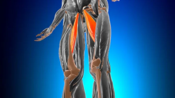 Anatomia Mięśni Długich Adductor Dla Koncepcji Medycznej Ilustracja — Zdjęcie stockowe