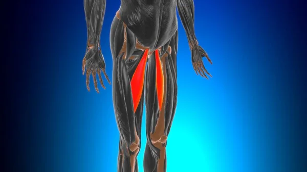 Adductor Longus Muscle Anatomi För Medicinskt Koncept Illustration — Stockfoto