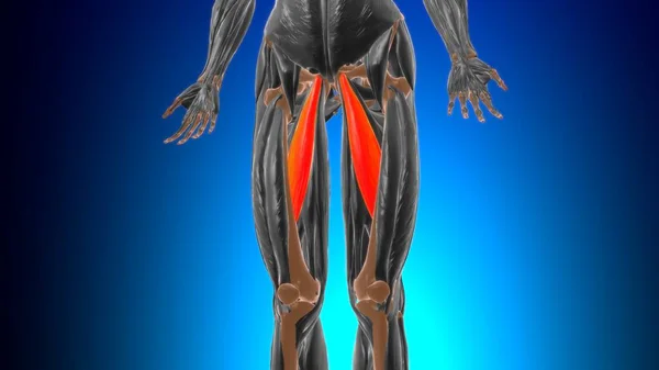 Adductor Longus Muscle Anatomi För Medicinskt Koncept Illustration — Stockfoto