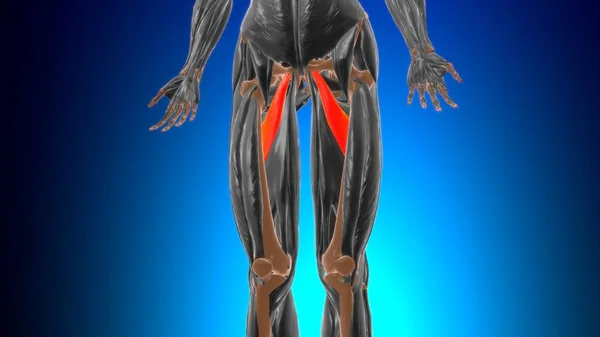 Adductor Brevis Anatomia Mięśni Koncepcji Medycznej Ilustracja — Zdjęcie stockowe