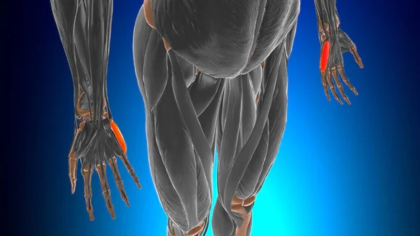 Medikal Konsept Görüntü Için Anatomisinden Kaçırıcı Digiti Minimi — Stok fotoğraf