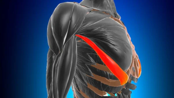 Parte Abdominal Mayor Anatomía Muscular Pectoral Para Concepto Médico Ilustración — Foto de Stock