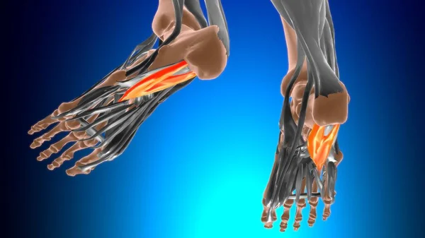 医療概念のためのフレキソ付属筋解剖学3Dイラスト — ストック写真