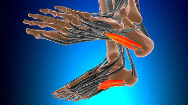 Flexor Accessorius Muscle Anatomi Untuk Konsep Medis Illustration — Stok Foto