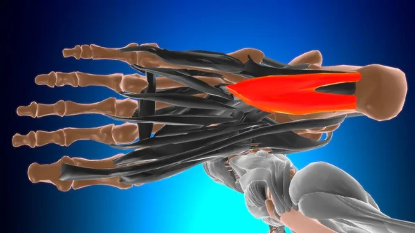 Anatomie Muscle Accessoire Flexible Pour Illustration Concept Médical — Photo