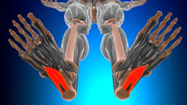 医学概念三维图解的Flexor Accorius肌肉解剖 — 图库照片