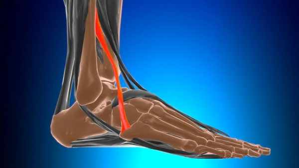 Anatomía Del Músculo Fibularis Tertius Para Ilustración Del Concepto Médico —  Fotos de Stock