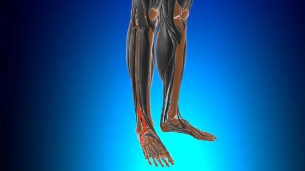 Phibularis Tertius Muscle Анатомія Медичної Концепції Ілюстрації — стокове фото