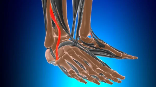 Fibularis Tertius Kas Anatomisi Tıbbi Konsept Llüstrasyon — Stok fotoğraf