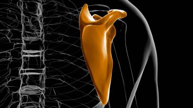 İnsan iskeleti anatomisi Scapula Kemiği Tıbbi Konsept için 3D Hazırlama