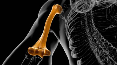 Human skeleton anatomy Humerus Bone 3D Rendering For Medical Concept clipart