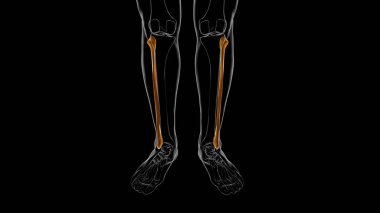 İnsan iskeleti anatomisi Fibula Kemiği Tıbbi Konsept için 3B Hazırlama