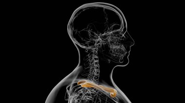 Human skeleton anatomy Clavicle Bones 3D Rendering For Medical Concept clipart