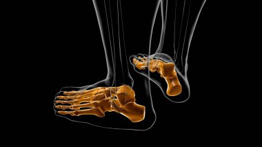 İnsan İskeleti Ayak Kemikleri Tıbbi Konsept 3D İllüstrasyon için Anatomi