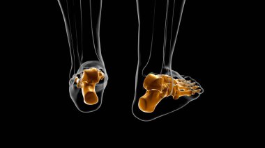 İnsan İskeleti Ayak Kemikleri Tıbbi Konsept 3D İllüstrasyon için Anatomi