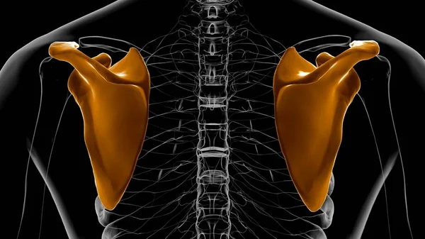 İnsan iskeleti anatomisi Scapula Kemiği Tıbbi Konsept için 3D Hazırlama