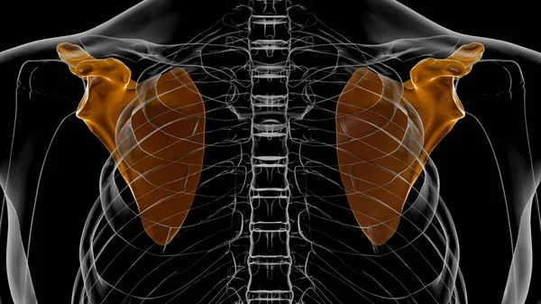 Lidská Kostra Anatomie Scapula Kostní Vykreslování Pro Lékařské Pojetí — Stock fotografie